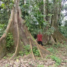 The big trees of La Jungla